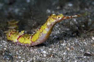 pipefish yellow by Afflitti Gianluca 